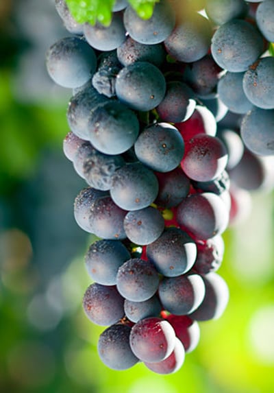 Een tros met rode druiven